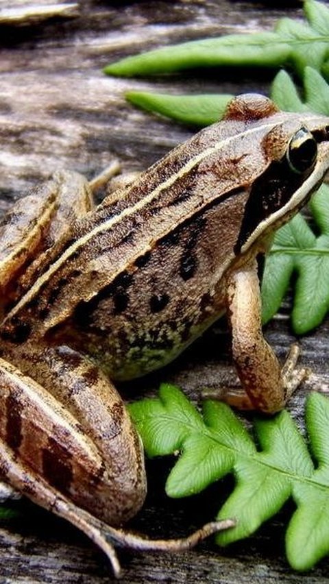 <b>Katak Kayu Berhibernasi dengan Menghentikan Denyut Jantung dan Napas</b><br>