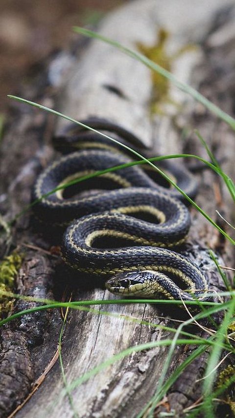 <b>Ular Garter Hibernasi Bersama Saat Musim Dingin</b>