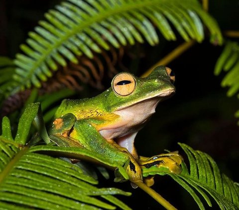 Not Birds, These 9 Animals are Believed to be Able to Fly in the Air