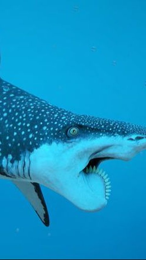 <b>Helicoprion Shark</b><br>