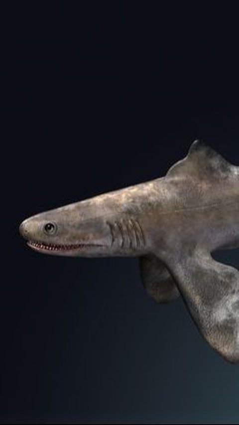 <b>Cladoselache Shark</b><br>
