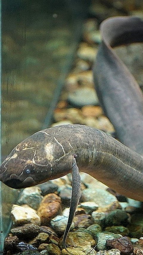 Lungfish: Vertebrate Species that Has Lived for 400 Million Years