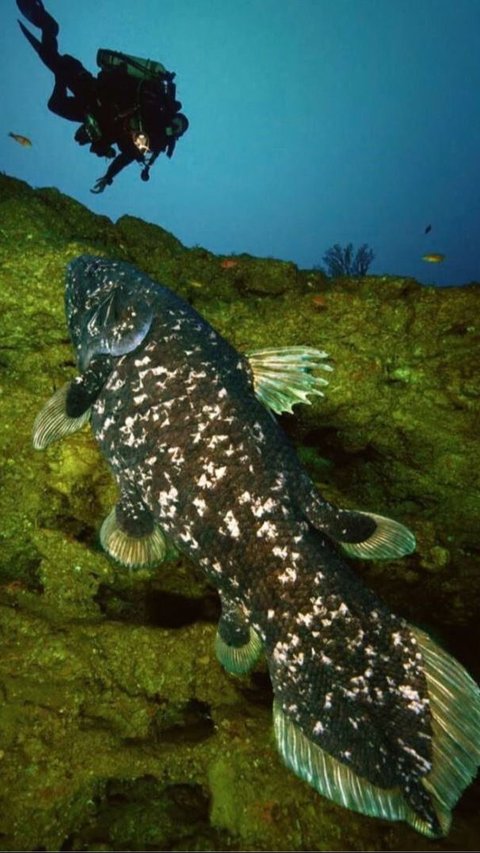 Coelacanth: Species that Has Lived for 400 Million Years