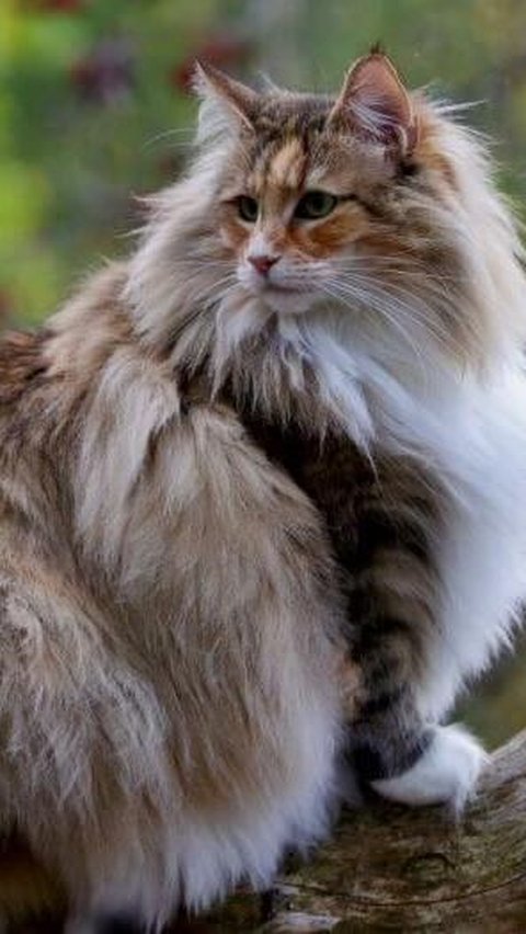 Norwegian Forest Cat