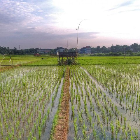 Kisah di Balik Lumbung Padi di Purwakarta, Ternyata Bikinan Kerajaan Mataram