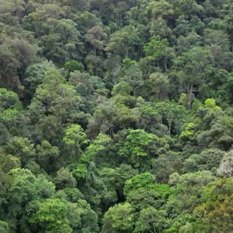 Serunya Mendaki Gunung Halau-Halau Kalsel, Jalurnya Menantang tapi Bikin Puas saat Tiba di Puncak