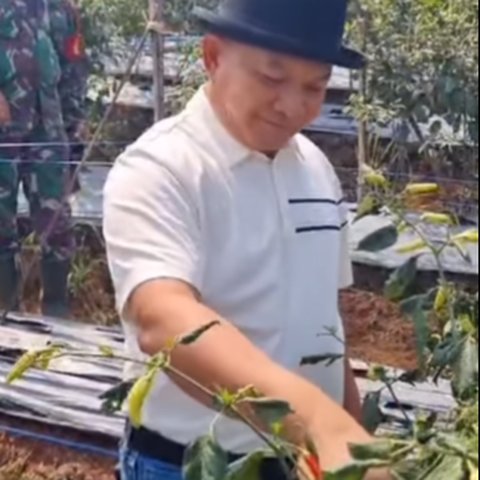 Kebun Luas Milik Mantan Kasad Dudung, Penuh Semangat Panen Cabai yang Tumbuh Subur