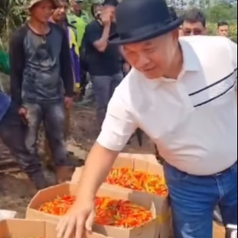 Kebun Luas Milik Mantan Kasad Dudung, Penuh Semangat Panen Cabai yang Tumbuh Subur