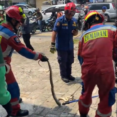 Wanita di Jakarta Ini Kaget Temukan Ular Besar Sembunyi di Motornya, Begini Penampakannya