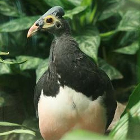 Kenalan dengan Maleo Senkawor, Burung Unik dan Terancam Punah yang Hanya Ditemukan di Pulau Sulawesi