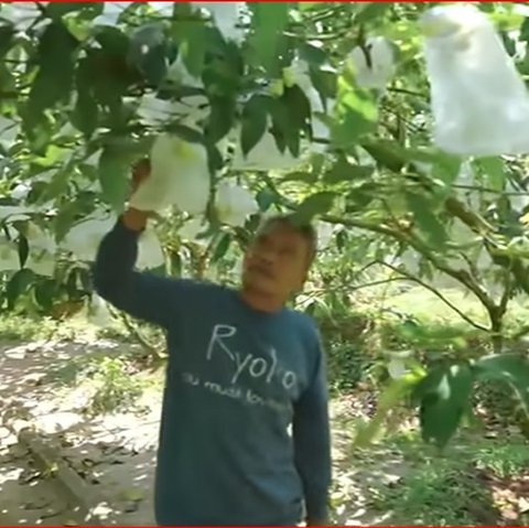 Resign dari Pekerjaan di Kapal Pesiar, Pria Asal Magelang Ini Sukses Bangun Surga Kebun Buah