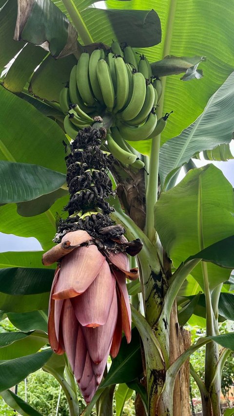 FOTO: Jadi Pertanda Buruk, Ini Penampakan Pohon Pisang yang Mulai Berbuah di Korea Selatan