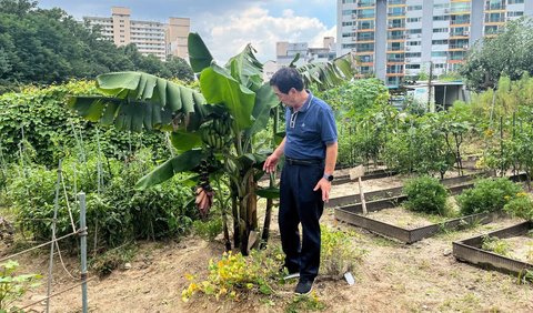 Setelah bertahun-tahun melakukan eksperimen, petani Korea Selatan Ma Myung-sun akhirnya mulai memetik hasil dari pohon pisang yang ditanamnya.<br>