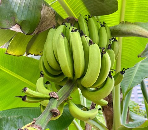 FOTO: Jadi Pertanda Buruk, Ini Penampakan Pohon Pisang yang Mulai Berbuah di Korea Selatan