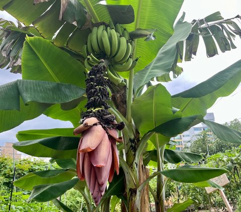 Pohon pisang yang mulai berbuah menjadi pertanda buruk sekaligus gambaran terhadap pemanasan global yang mendera Korea Selatan. 