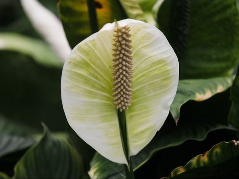 Peace Lily: Adaptasi Unik di Aquascape<br>