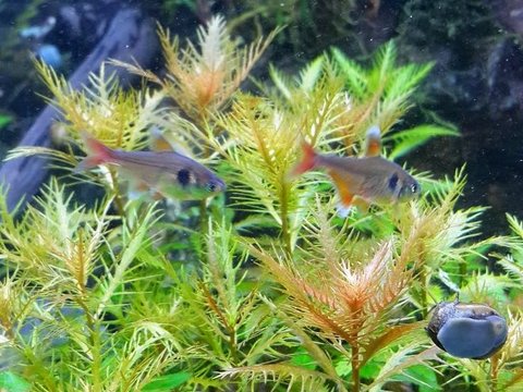 Tanaman Stem: Fleksibilitas dalam Aquascape