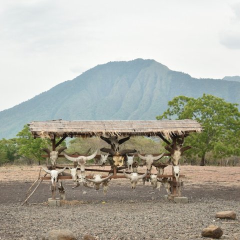 Transformasi Taman Nasional Baluran dari Masa ke Masa, Berawal dari Hutan Jati Kini Terkenal sebagai Africa Van Java