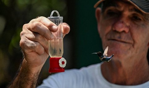 Ukurannya sekitar 5-6 cm, lebih mungil daripada jempol tangan orang dewasa. Ketika terbang, sayap-sayap burung ini tampak hampir kabur tak terlihat. Inilah kolibri lebah atau Mellisuga helenae, burung terkecil di dunia.