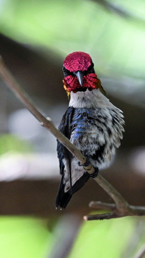 Di Kuba, jumlah burung ini cukup banyak. Namun, Persatuan Internasional untuk Konservasi Alam (IUCN) mengatakan burung ini telah menghilang dari banyak wilayah akibat penggundulan hutan. Foto: Yamil Lage/AFP<br>