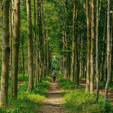 Kisah Para Ulama Lumpuhkan Komplotan Begal di Tengah Hutan Blora, Jadi Perbincangan Para Santri hingga Kini