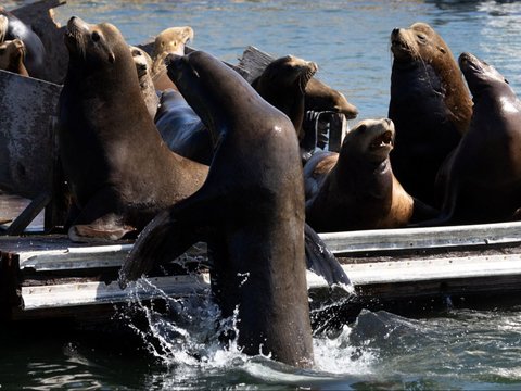 FOTO: Penampakan Pantai California di Amerika Serikat Dikuasai Gerombolan Singa Laut