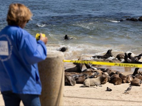 FOTO: Penampakan Pantai California di Amerika Serikat Dikuasai Gerombolan Singa Laut