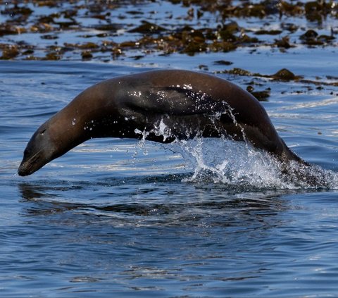 FOTO: Penampakan Pantai California di Amerika Serikat Dikuasai Gerombolan Singa Laut