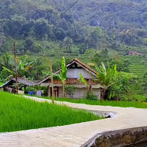 Kampung di Tasikmalaya Ini Bikin Betah, Posisinya di Tengah Sawah yang Dikelilingi Bukit Terasering Hijau