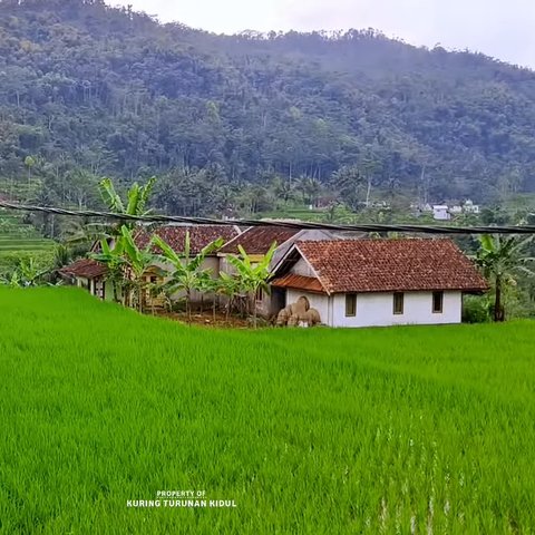 Kampung di Tasikmalaya Ini Bikin Betah, Posisinya di Tengah Sawah yang Dikelilingi Bukit Terasering Hijau