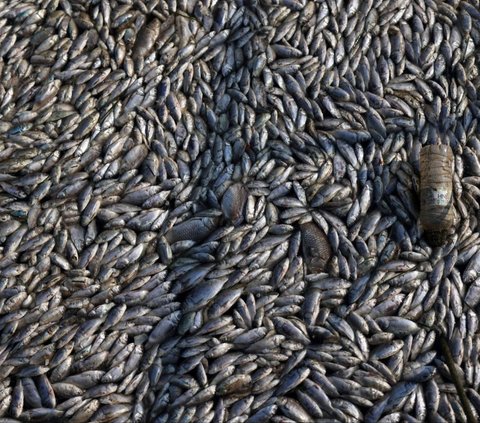 FOTO: Penampakan Berton-ton Bangkai Ikan Selimuti Pelabuhan Wisata di Yunani, Ini Penyebabnya