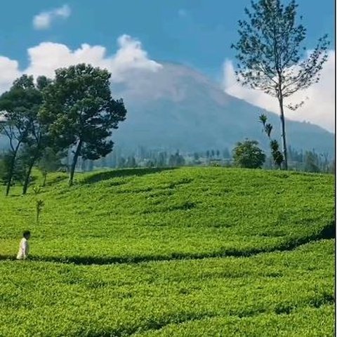 Pesona Kebun Teh Sikatok, Wisata Edukatif di Lereng Gunung Sindoro dan Surga Bagi Pecinta Fotografi