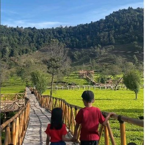 Pesona Kebun Teh Sikatok, Wisata Edukatif di Lereng Gunung Sindoro dan Surga Bagi Pecinta Fotografi