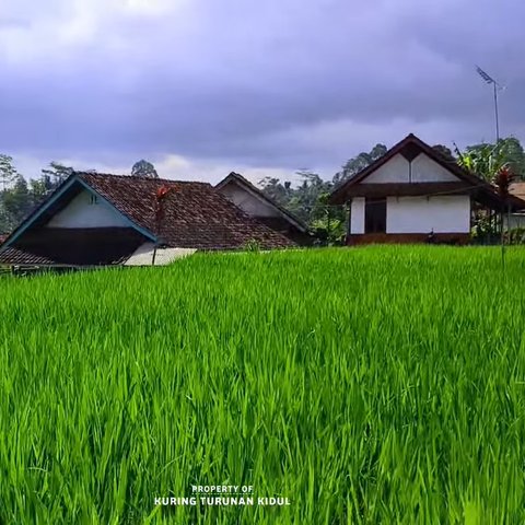 Bikin Pembeli Terlena, Warung Kopi di Kampung Terpencil Tasikmalaya Ini Suguhkan Pemandangan Sawah Hijau dan Bukit Berkabut