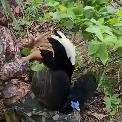 Hanya di Ladang Kelapa Sawit, Pria Ini Menemukan Burung Sempidan Biru kalimantan yang Tampil Eksotis Banyak Diburu Orang