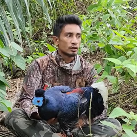 Hanya di Ladang Kelapa Sawit, Pria Ini Menemukan Burung Sempidan Biru kalimantan yang Tampil Eksotis Banyak Diburu Orang