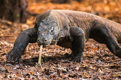 Wajib Dilindungi! Ini 12 Satwa Endemik Indonesia yang Hampir Punah, Diantaranya Komodo dan Harimau Bali