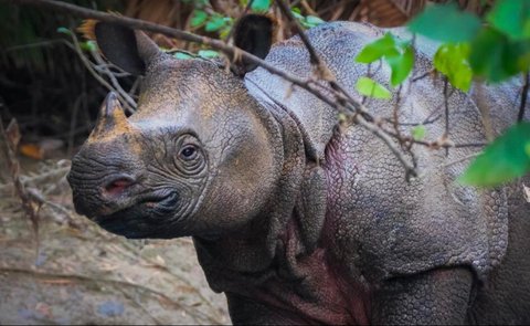 Wajib Dilindungi! Ini 12 Satwa Endemik Indonesia yang Hampir Punah, Diantaranya Komodo dan Harimau Bali