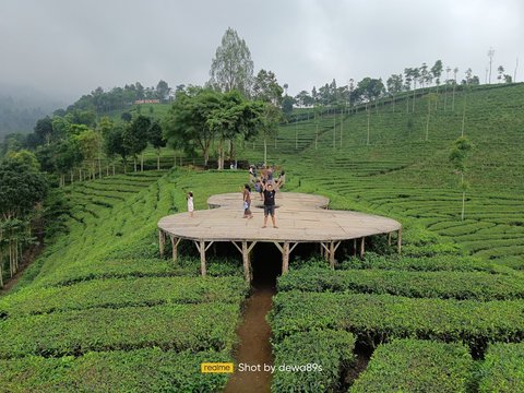 Mengunjungi Kebun Teh Sirah Kencong di Blitar, Perkebunan Kelas Dunia dengan Pemandangan Indah dan Udara Segar