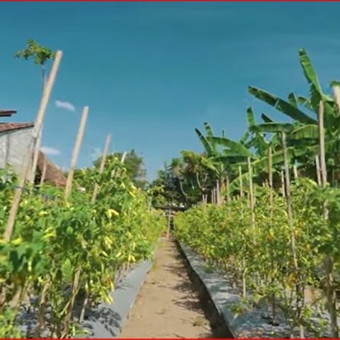 Pak RT di Sleman Ubah Lahan Terbengkalai Penuh Sampah Jadi Kebun Sayur Bersama Warga, Beri Dampak Ekonomi hingga Lingkungan