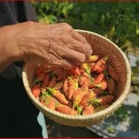 Pak RT di Sleman Ubah Lahan Terbengkalai Penuh Sampah Jadi Kebun Sayur Bersama Warga, Beri Dampak Ekonomi hingga Lingkungan