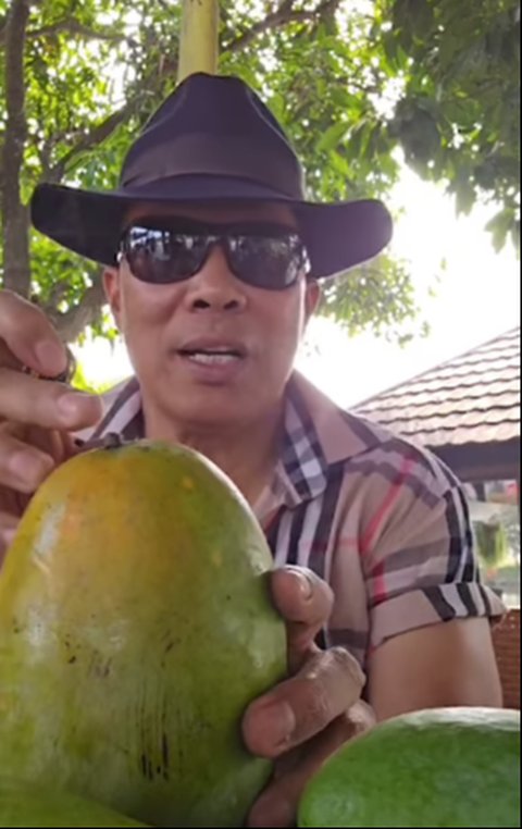 Pensiunan Jenderal Bertani Perlihatkan Mangga Sebesar Tiga Kepal Tangan, Manis Berasal dari India