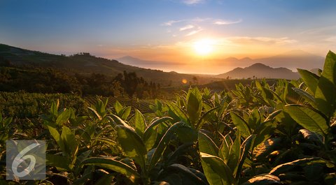 3 Fakta Situbondo Surganya Kopi dan Tembakau, Wisatawan Bisa Lihat Pengolahan Kopi dan Menikmati Pemandangan Indah