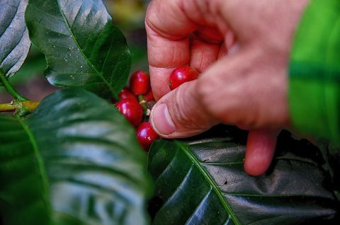 3 Fakta Situbondo Surganya Kopi dan Tembakau, Wisatawan Bisa Lihat Pengolahan Kopi dan Menikmati Pemandangan Indah