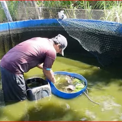 Tanpa Penggunaan Obat Kimia, Pria Bantul Ini Sukses Ternak Ikan Gurami di Lahan Sempit