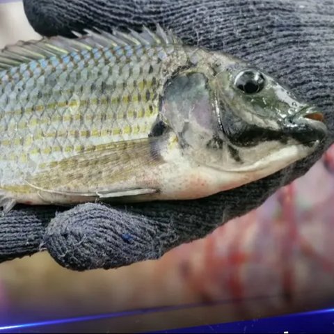 Thailand Panik, Serbuan Ikan 'Alien' Rusak Lingkungan dan Ekonomi, Sudah Menyebar di 17 Provinsi