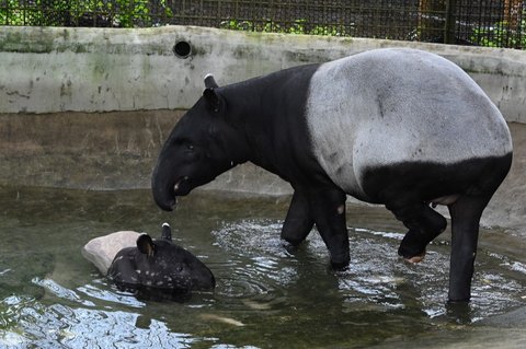 Tapir Raksasa Pernah Viral Masuk Lantai 2 Rumah Warga, Sering Dikira Babi Ngepet Ternyata Hewan Langka Asli Indonesia