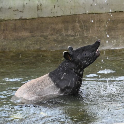 Tapir Raksasa Pernah Viral Masuk Lantai 2 Rumah Warga, Sering Dikira Babi Ngepet Ternyata Hewan Langka Asli Indonesia