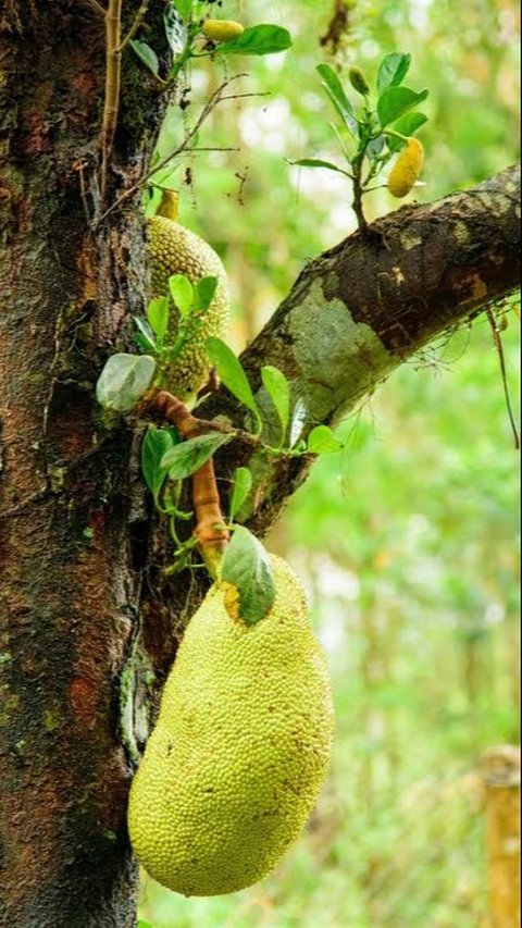 Serupa Tapi Tak Sama: Perbedaan Nutrisi dan Manfaat Kesehatan Nangka dan Cempedak