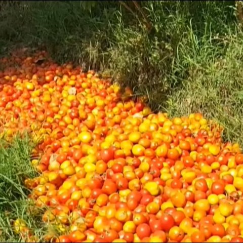 Hanya Terima Rp700 Per Kilogram, Petani Tomat di Garut 'Berduka' Buang Hasil Panen di Pinggir Jalan